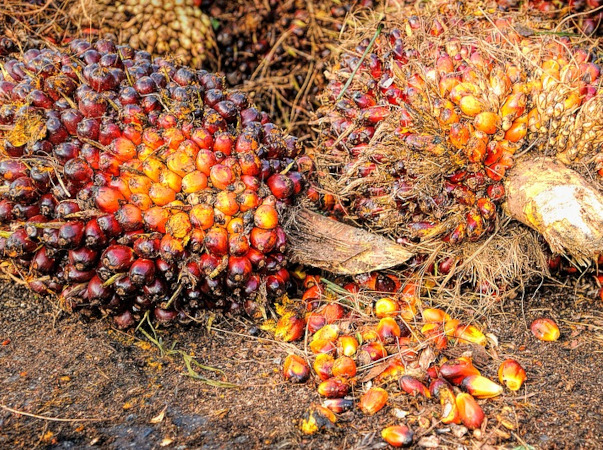 olio di palma dannoso per la salute - ilportaleweb